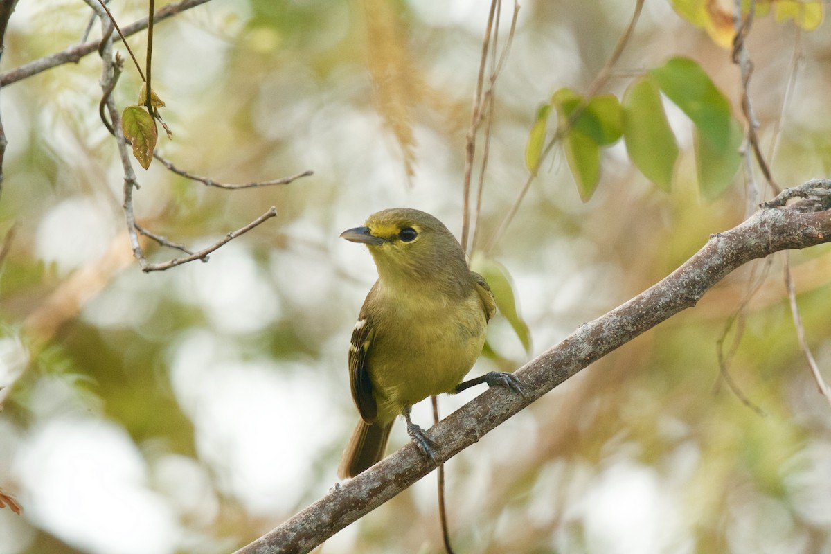 Vireo Piquigrueso - ML53455621