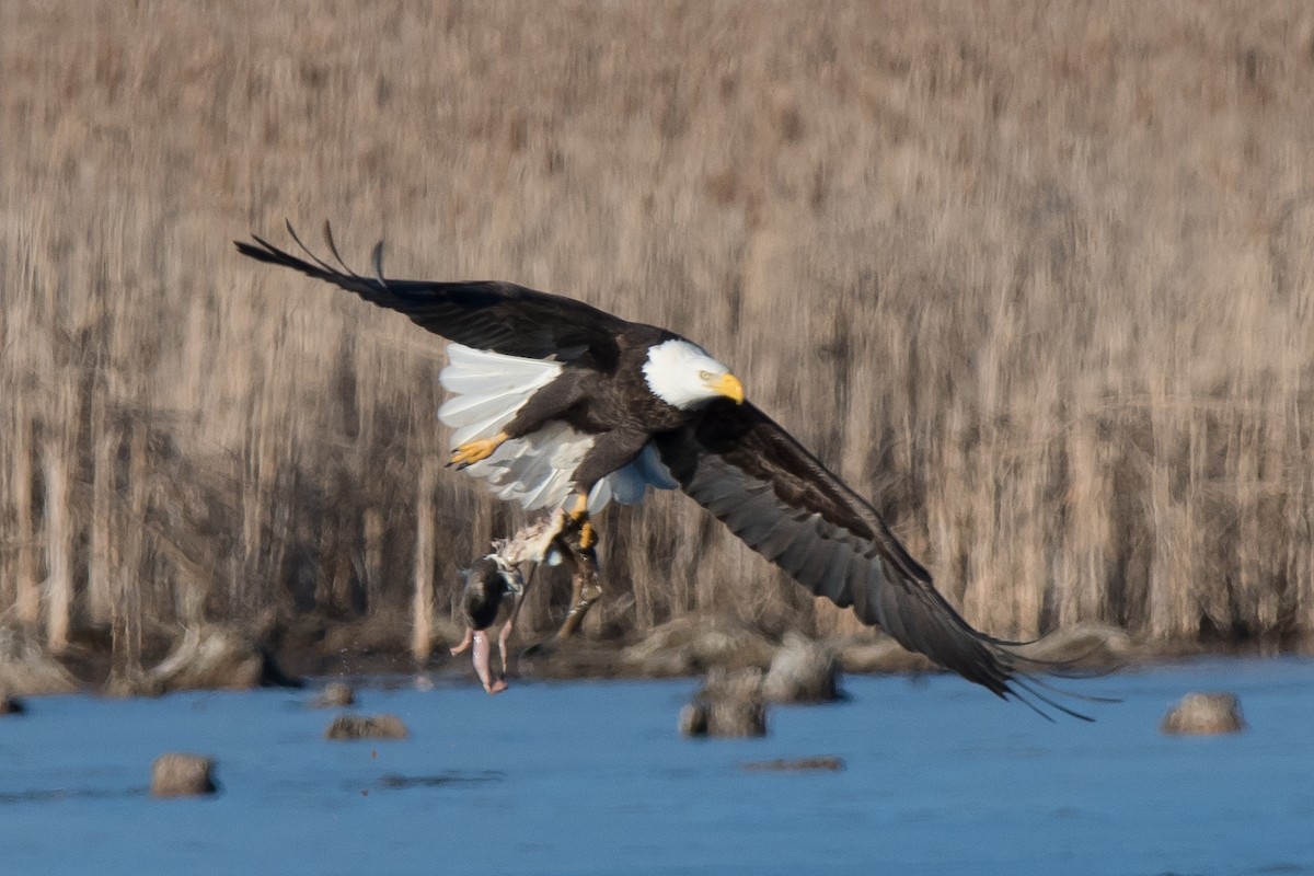 Bald Eagle - ML534556711