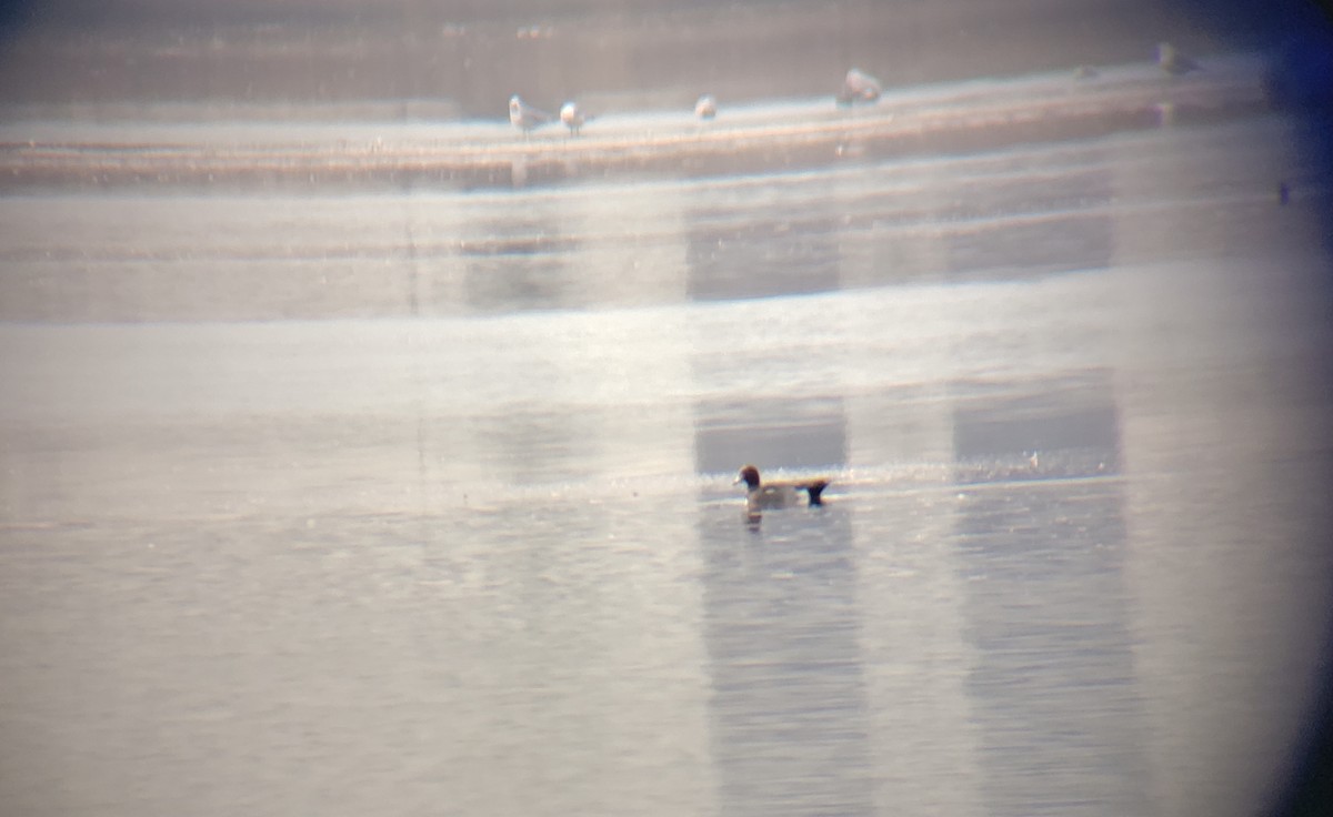 Eurasian Wigeon - Chris Cording