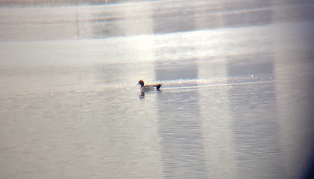 Eurasian Wigeon - Chris Cording