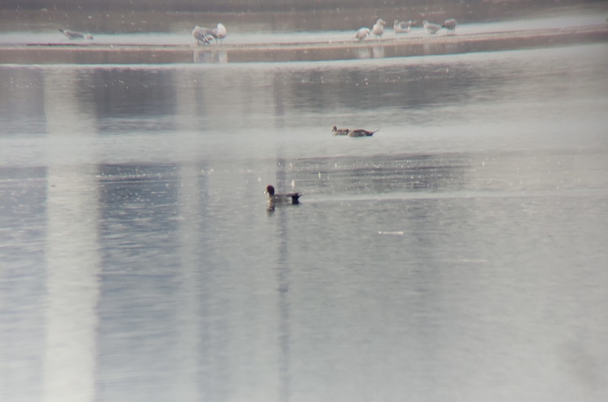 Eurasian Wigeon - Chris Cording