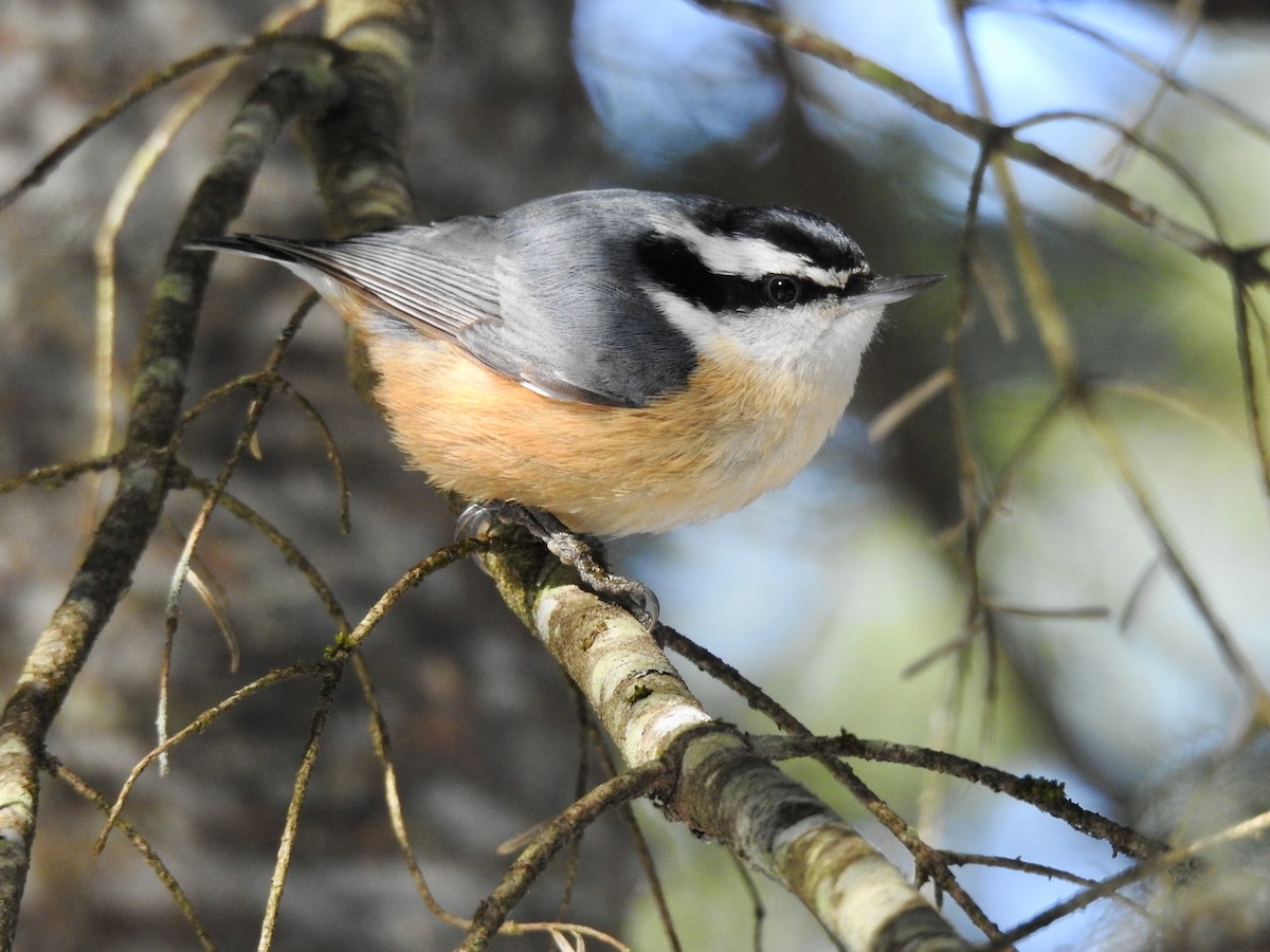 Red-breasted Nuthatch - Laurie  Keefe