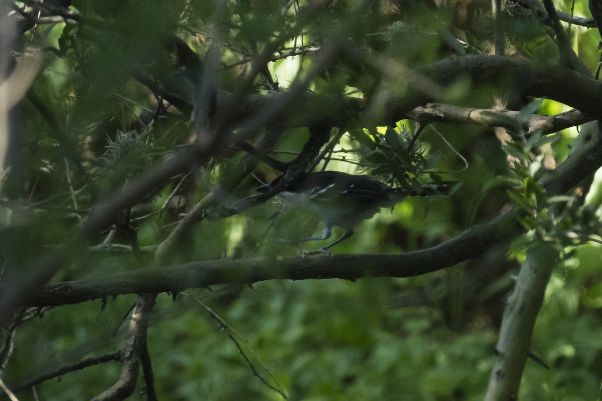 Great Antshrike - ML534558031