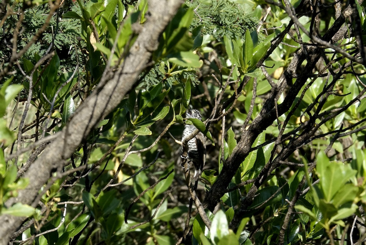 White-barred Piculet - ML534559151