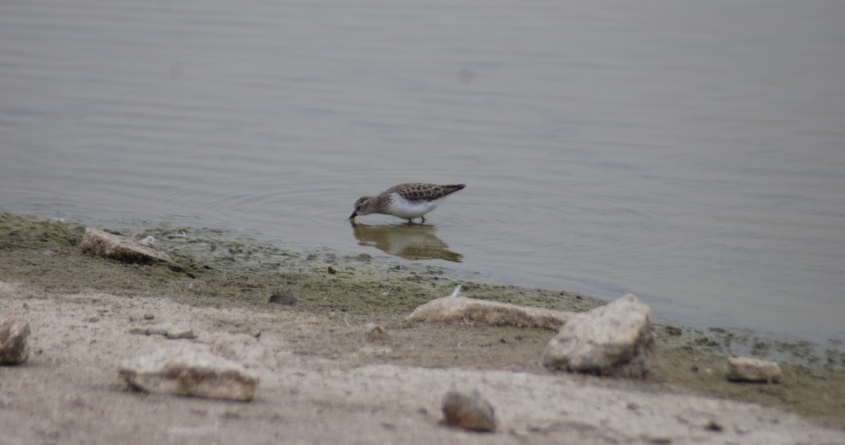 Sandstrandläufer - ML534559231