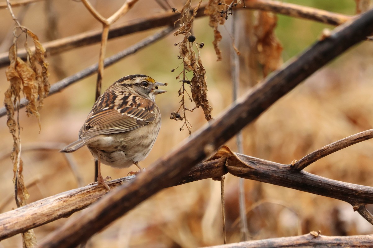 White-throated Sparrow - ML534559581