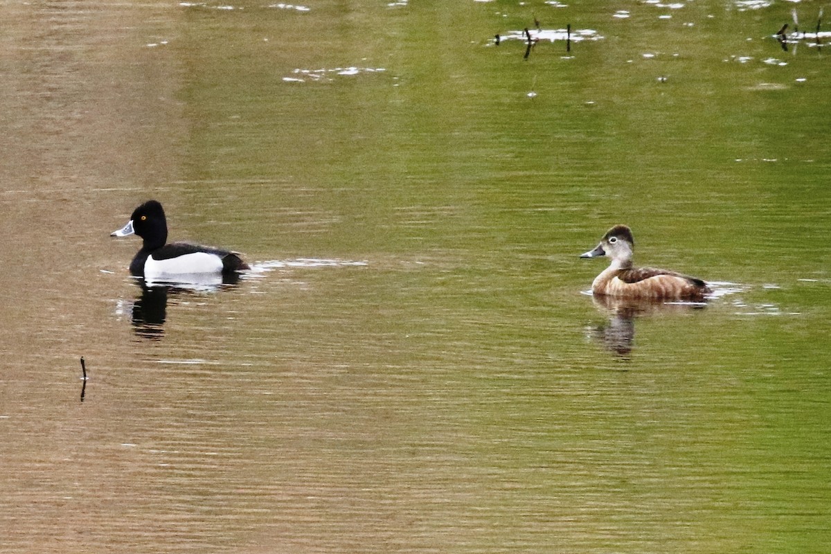 Ring-necked Duck - ML53456011