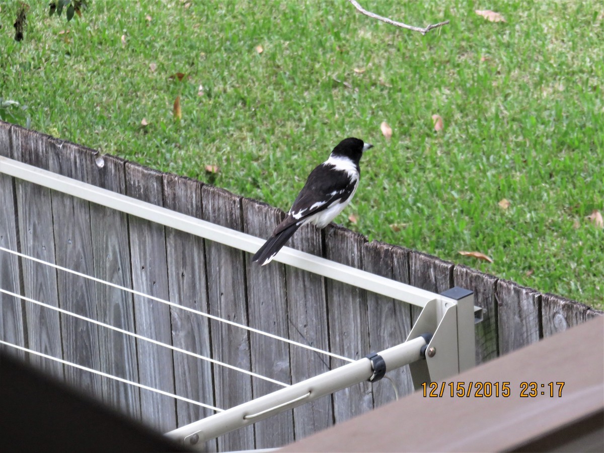 Pied Butcherbird - ML534561631