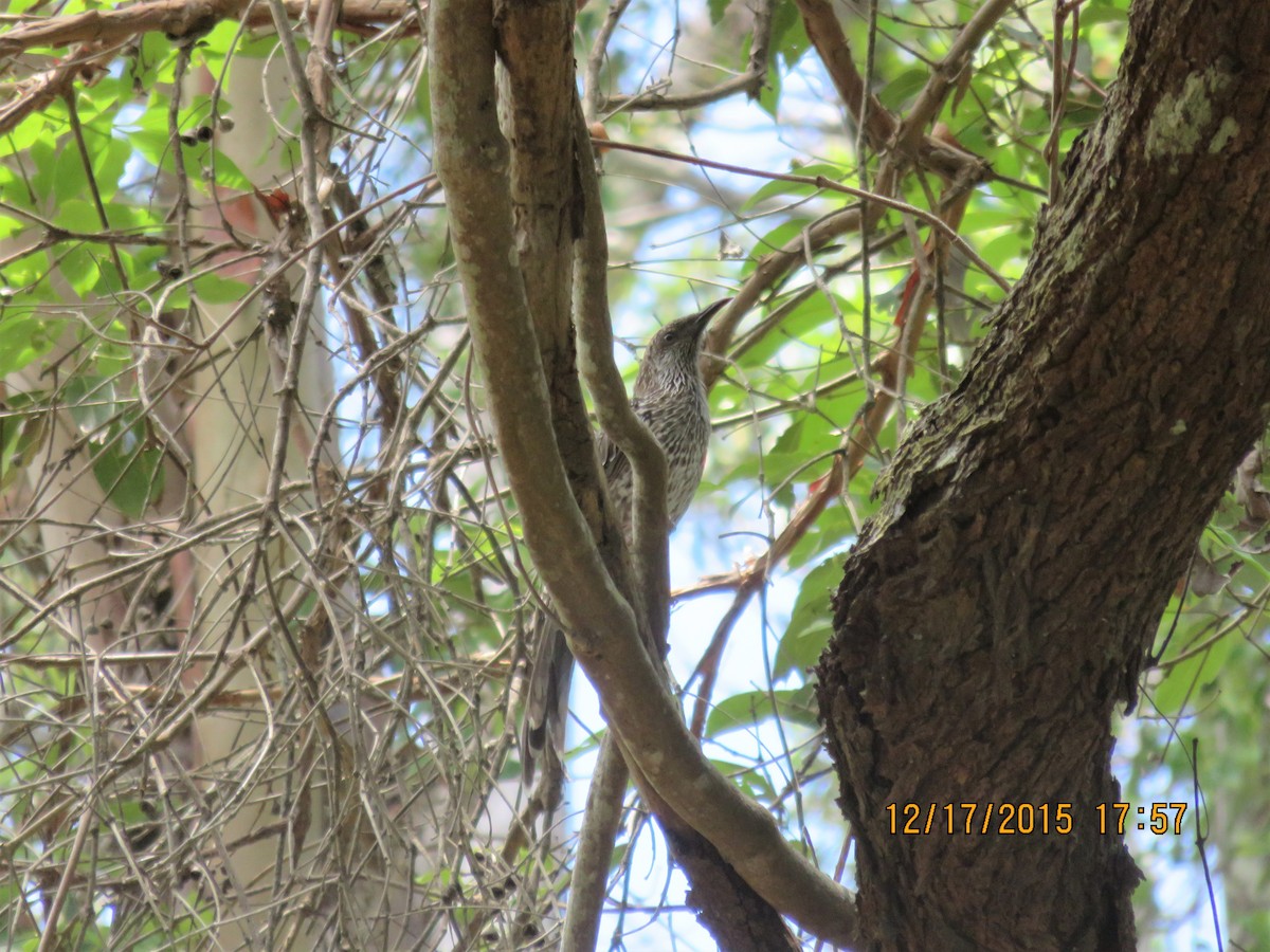 Little Wattlebird - ML534561811