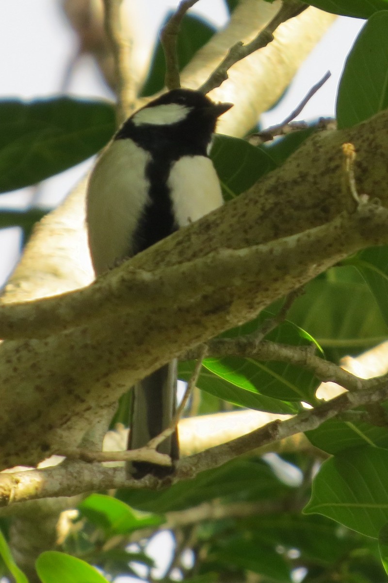 Japanese Tit (Amami) - ML534562071