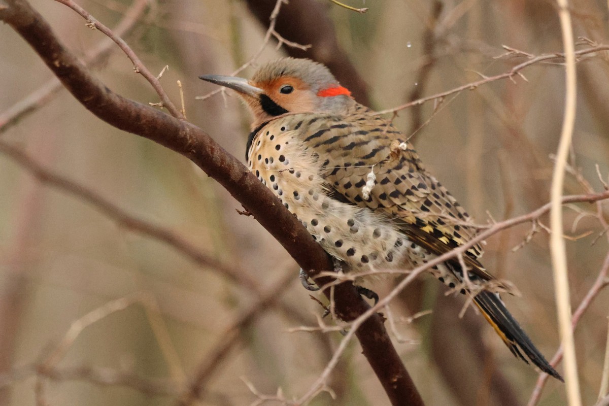 Northern Flicker - ML534562221