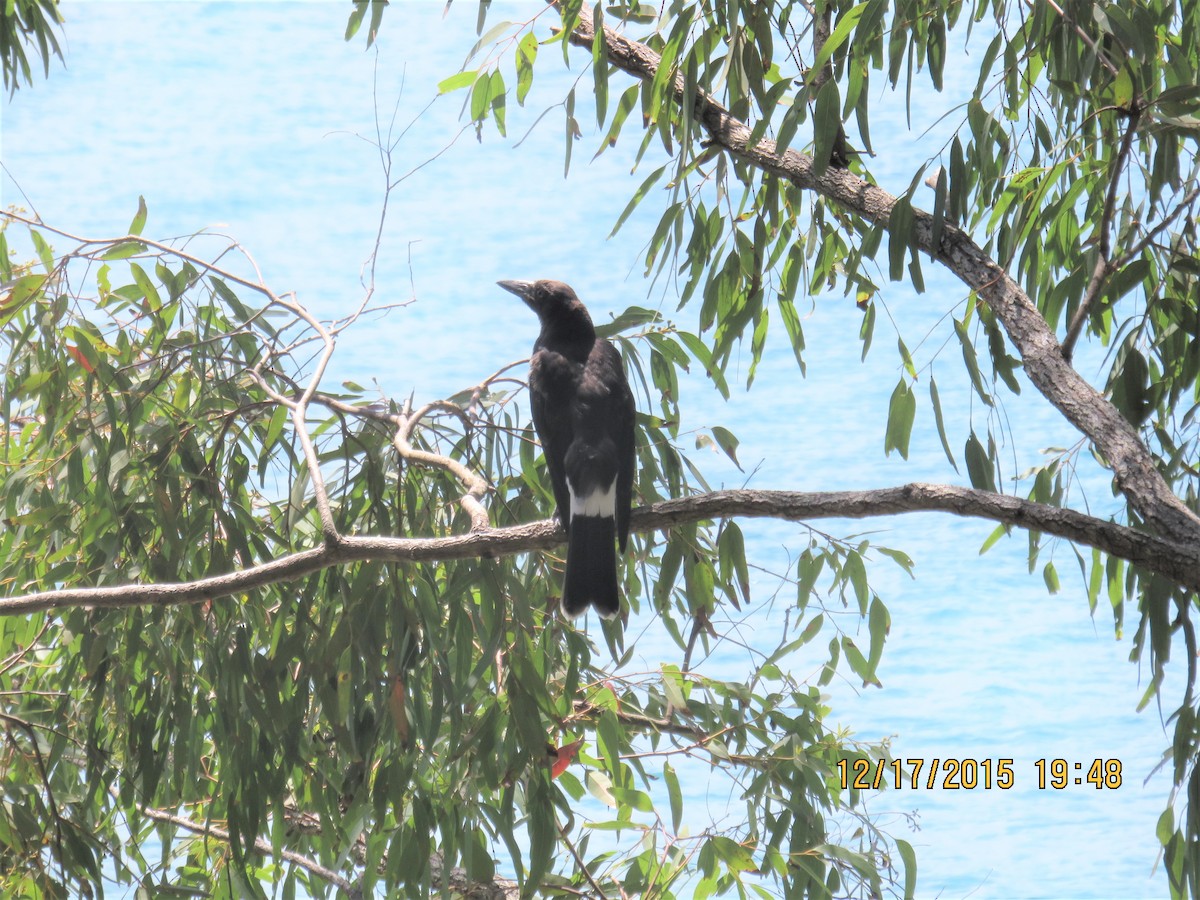 Pied Currawong - ML534562751