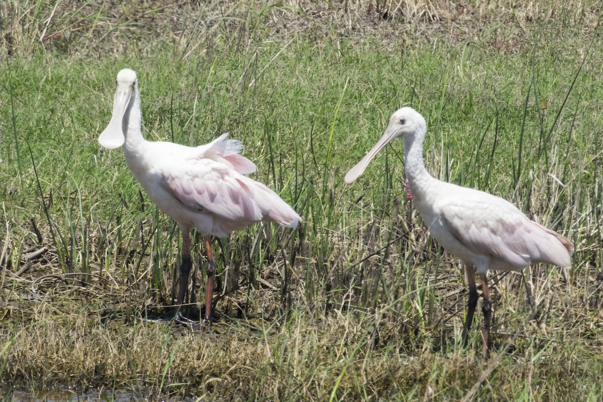 Pembe Kaşıkçı - ML534562811