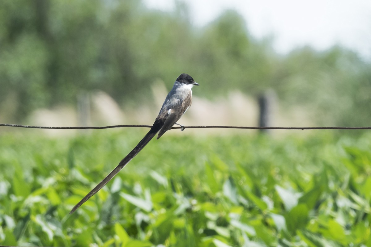 Fork-tailed Flycatcher - Silvio Montani