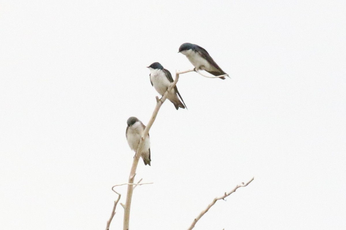 Tree Swallow - ML53456291