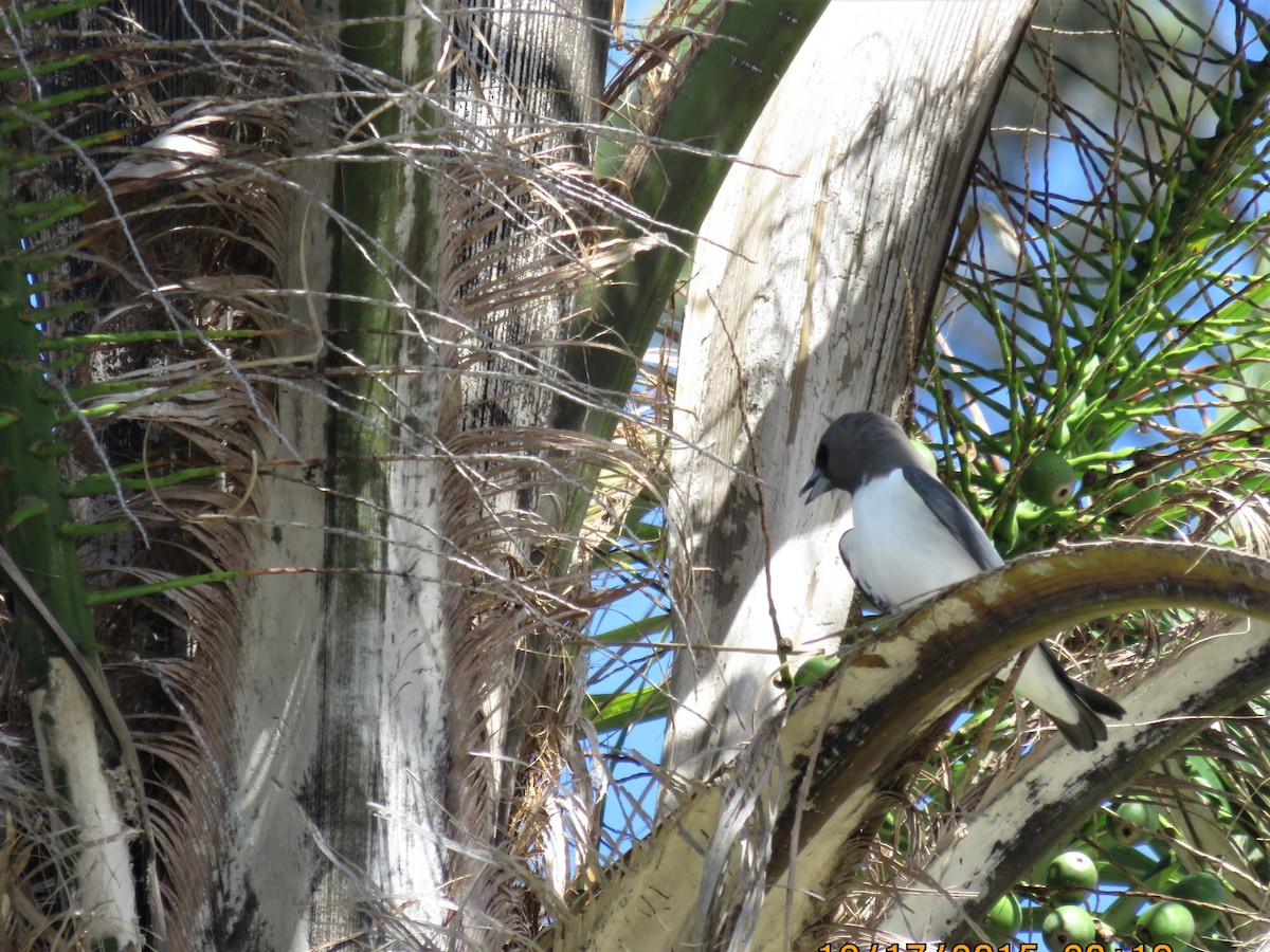 White-breasted Woodswallow - ML534562961