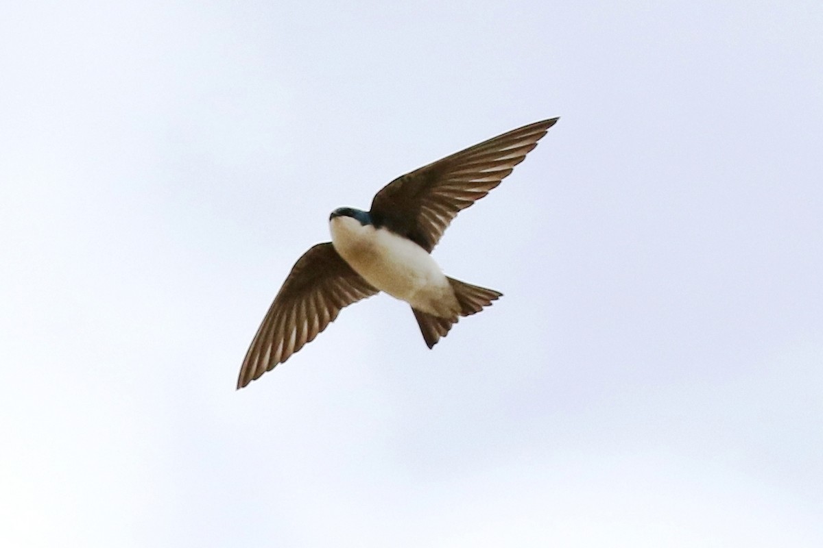 Golondrina Bicolor - ML53456311