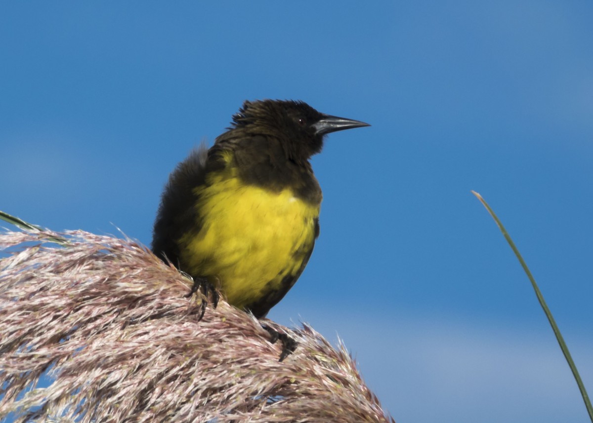 Brown-and-yellow Marshbird - ML534563241