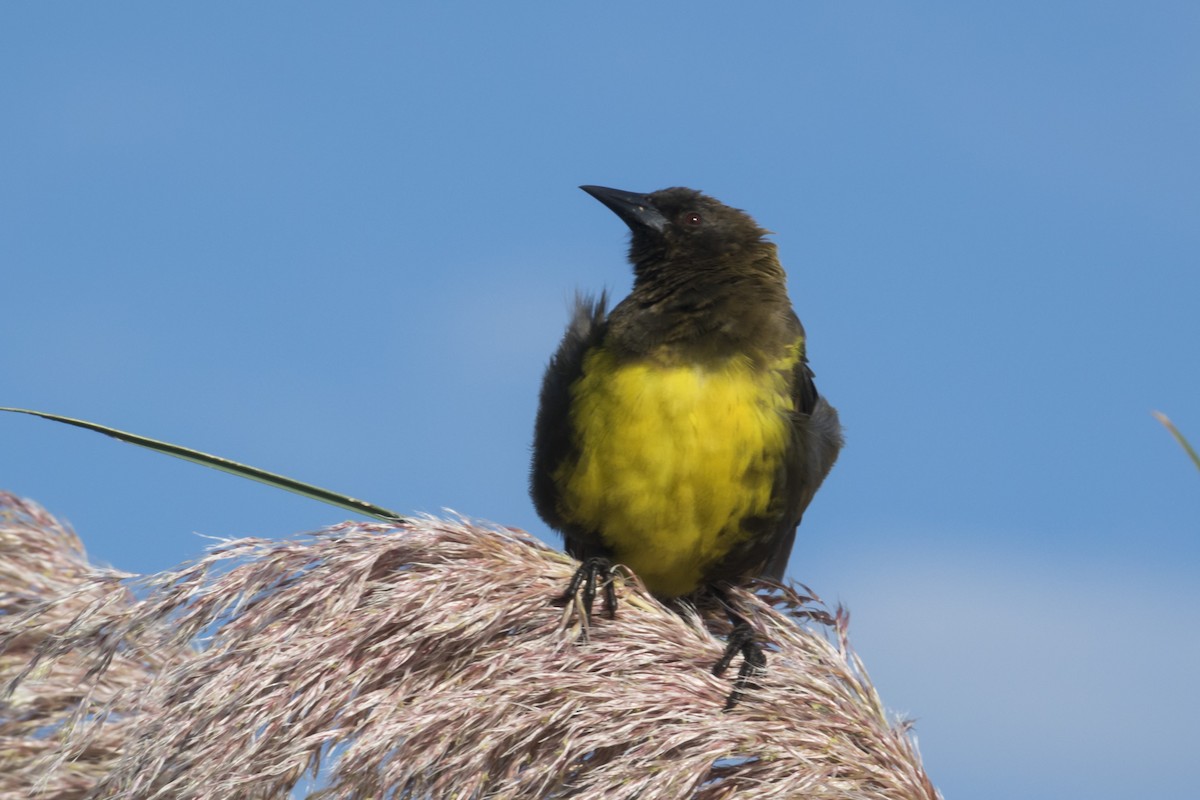 Brown-and-yellow Marshbird - ML534563261