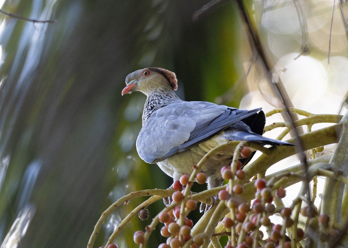 Topknot Pigeon - ML534563301