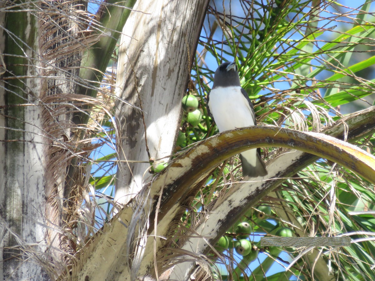 White-breasted Woodswallow - ML534563381