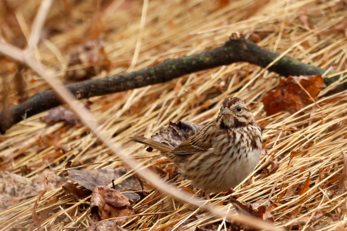 Song Sparrow - ML534564491