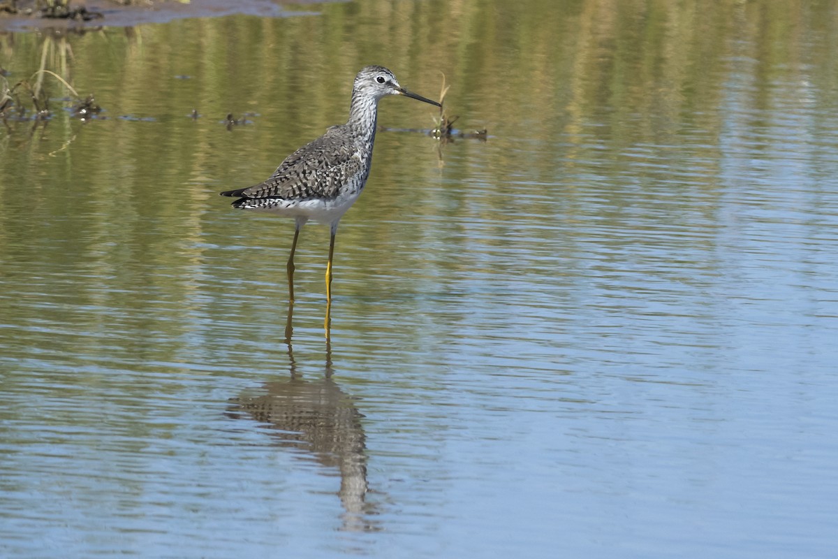 Greater Yellowlegs - ML534564631