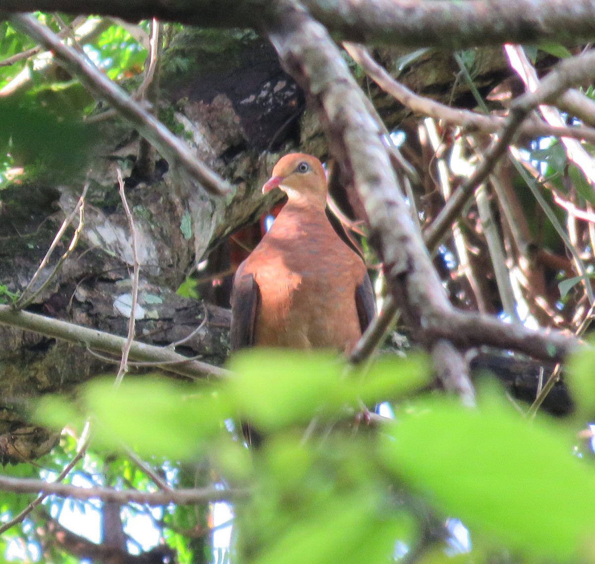 Philippine Cuckoo-Dove - ML53456521