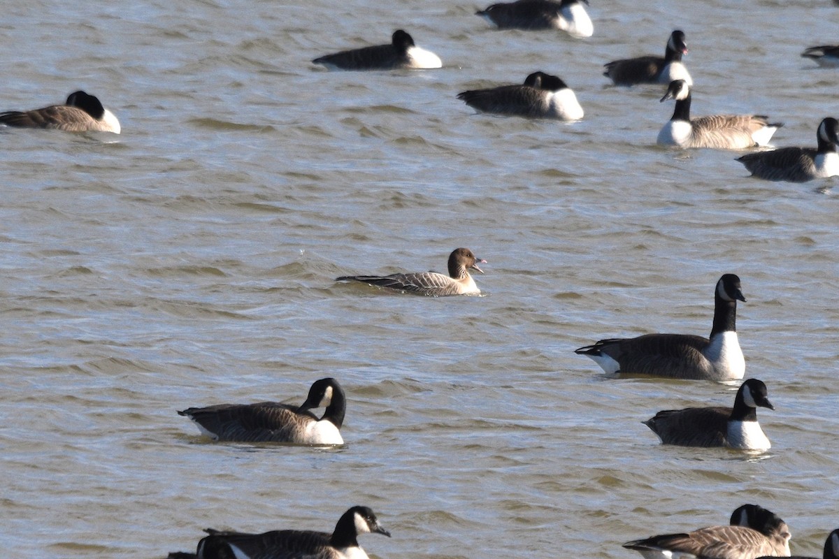 Pink-footed Goose - ML534565271