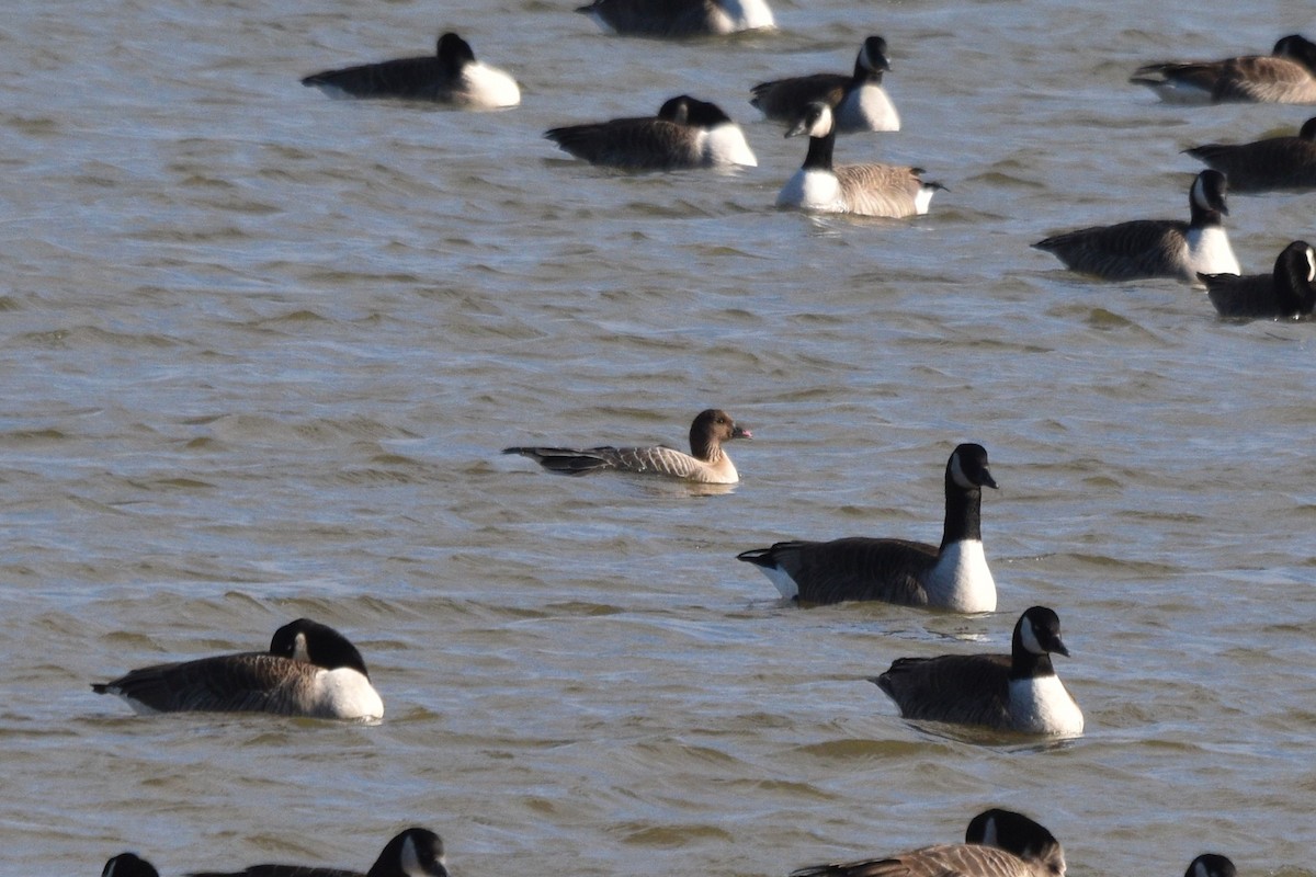 Pink-footed Goose - ML534565361