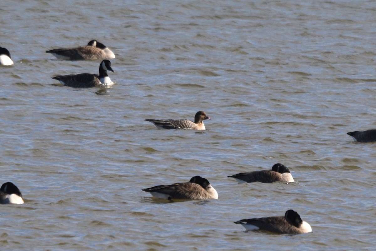 Pink-footed Goose - ML534565441