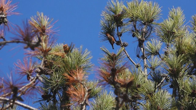 Red Crossbill - ML534565471