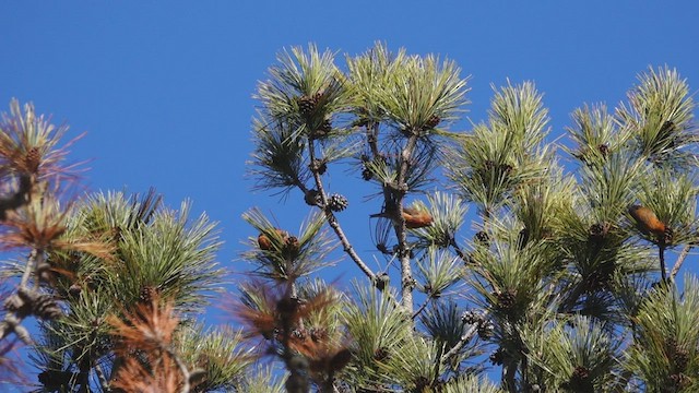 Red Crossbill - ML534565531