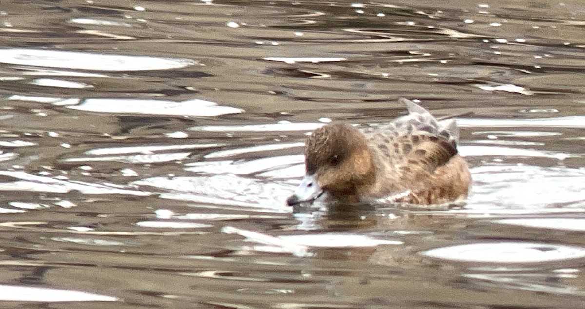 Eurasian Wigeon - ML534566561