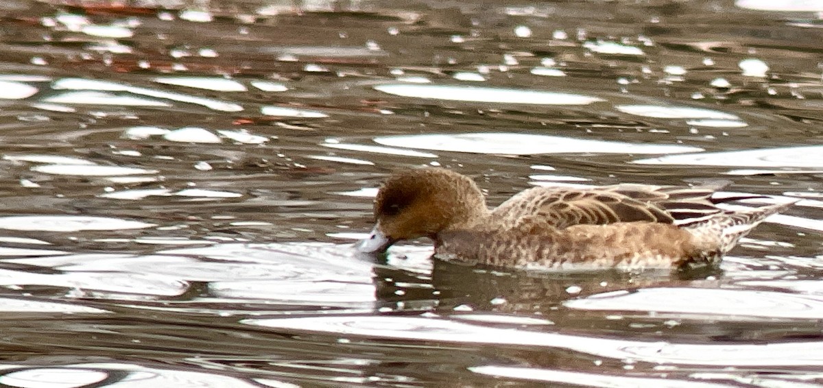 Eurasian Wigeon - ML534566571