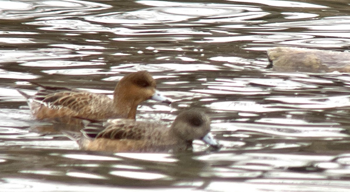 Eurasian Wigeon - ML534566601