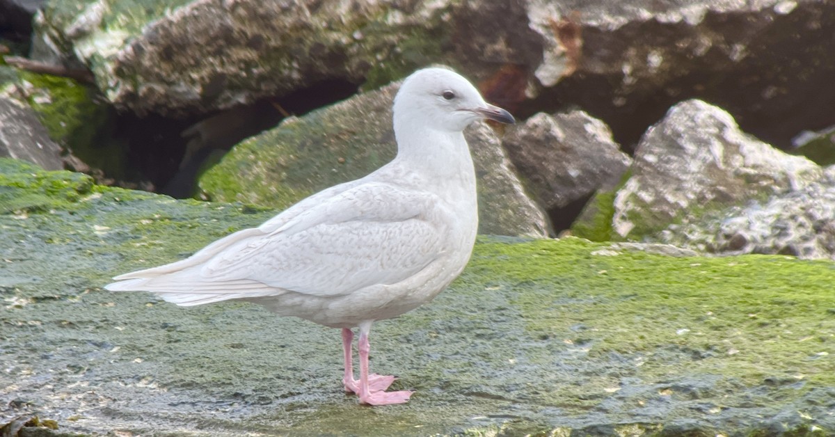 Iceland Gull (kumlieni/glaucoides) - ML534567091