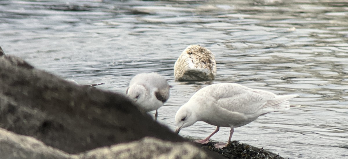 Iceland Gull (kumlieni/glaucoides) - ML534567101