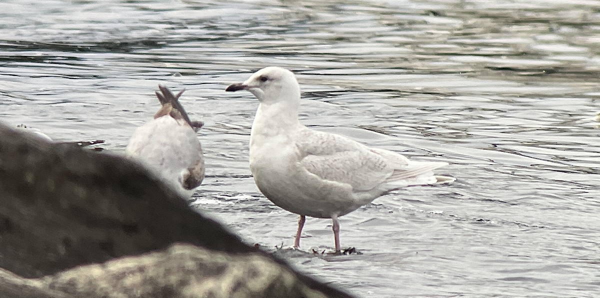 Iceland Gull (kumlieni/glaucoides) - ML534567111