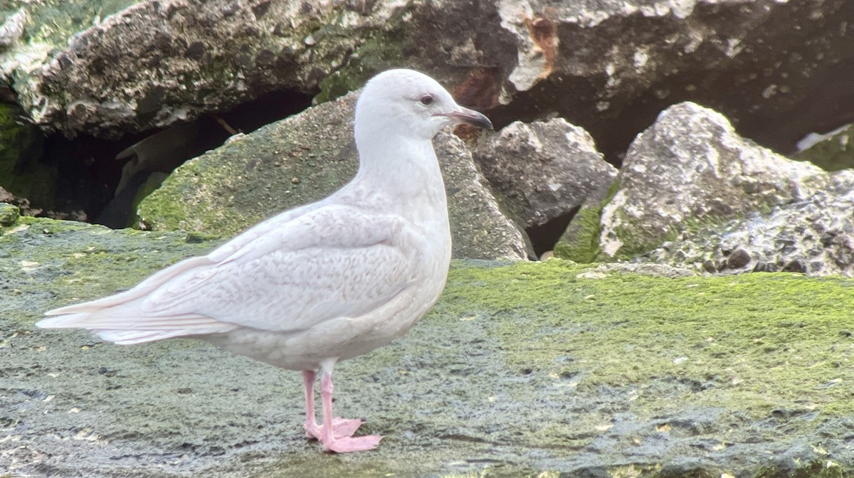 Iceland Gull (kumlieni/glaucoides) - ML534567121