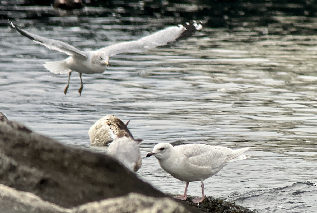 Iceland Gull (kumlieni/glaucoides) - ML534567131