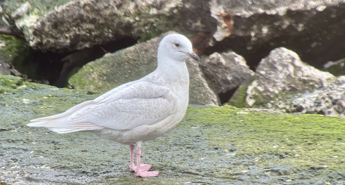 Iceland Gull (kumlieni/glaucoides) - ML534567141