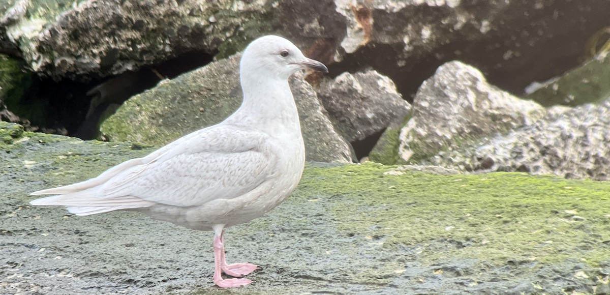 Iceland Gull (kumlieni/glaucoides) - ML534567151