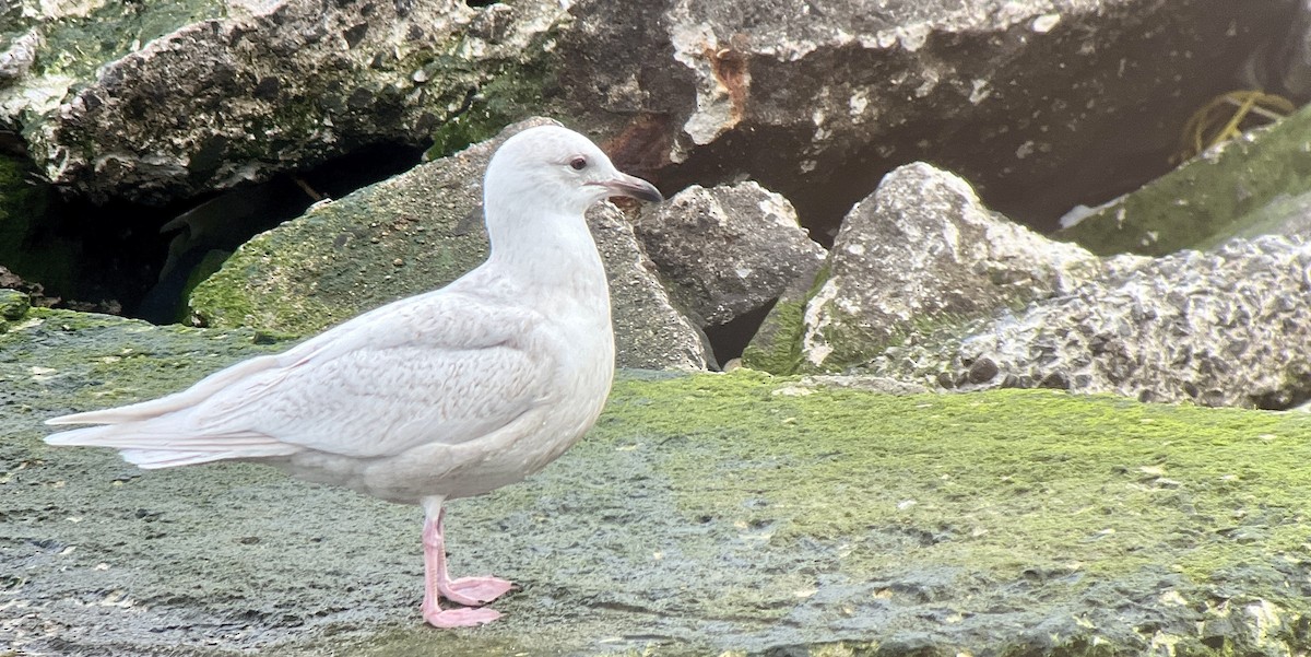 Iceland Gull (kumlieni/glaucoides) - ML534567161