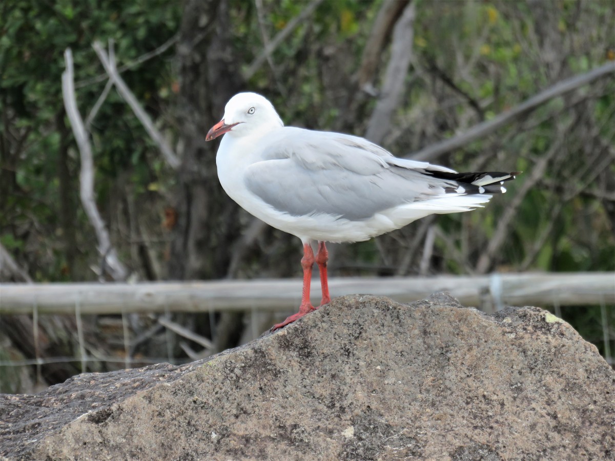 Mouette argentée (novaehollandiae/forsteri) - ML534568211