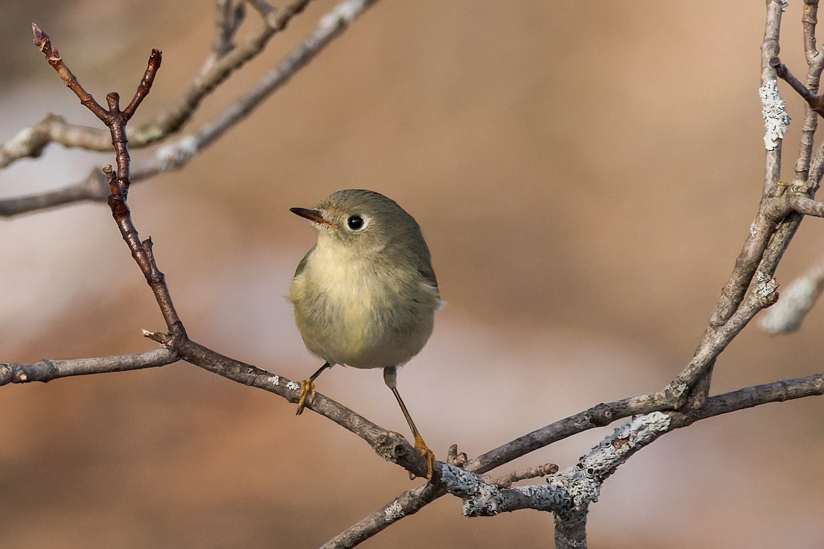 Ruby-crowned Kinglet - ML534568661