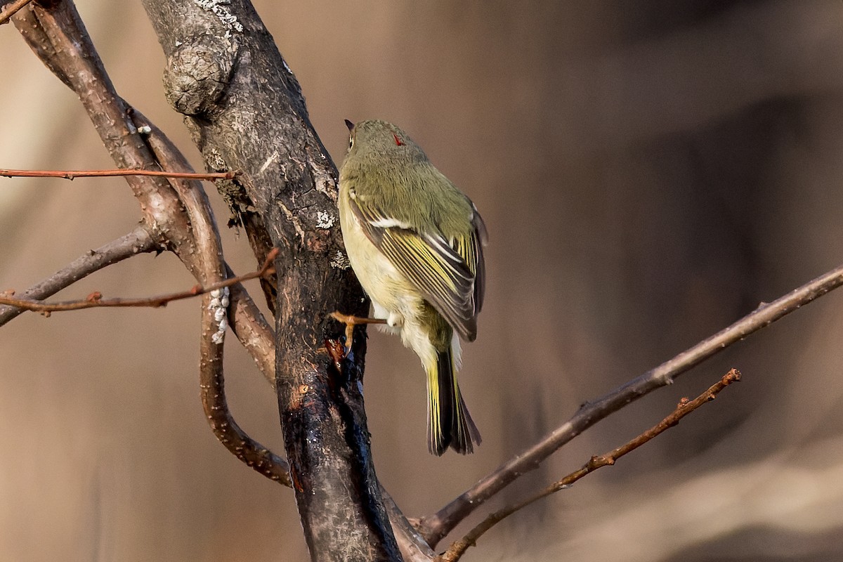 Ruby-crowned Kinglet - ML534568671