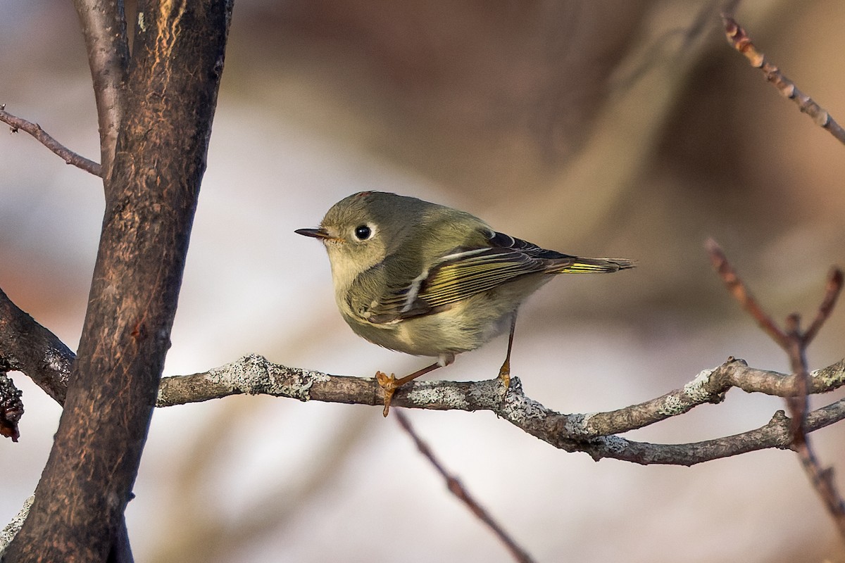 Ruby-crowned Kinglet - ML534568681