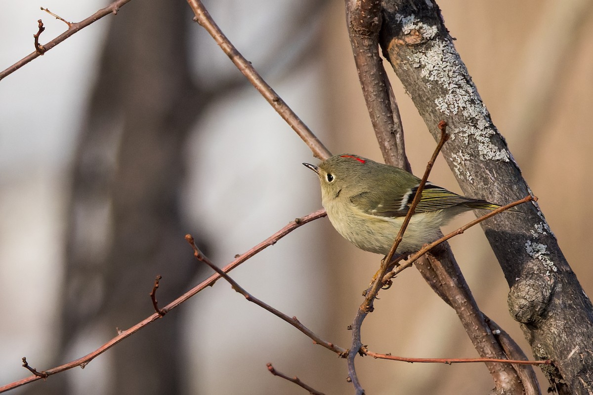 Ruby-crowned Kinglet - ML534568691