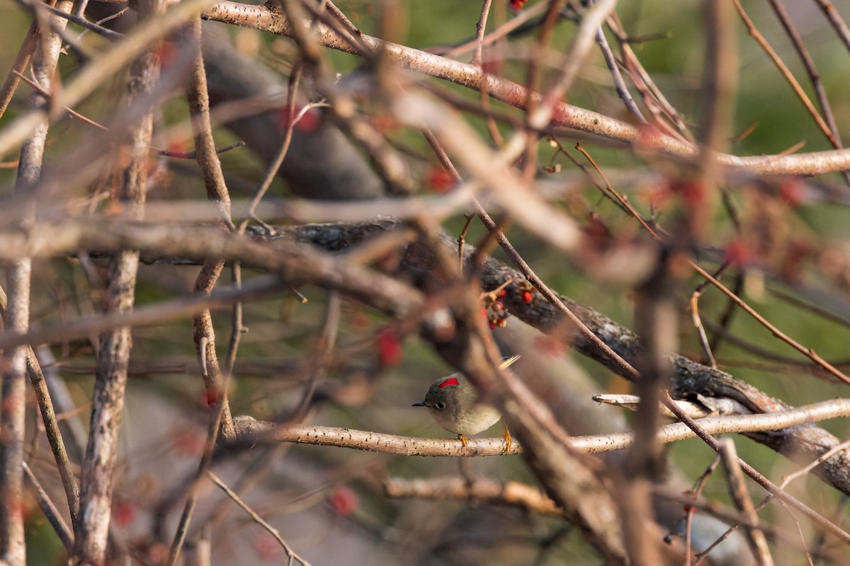 Ruby-crowned Kinglet - ML534568701